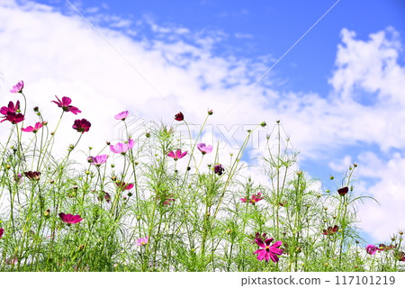 秋天的花朵，秋天的櫻花 117101219