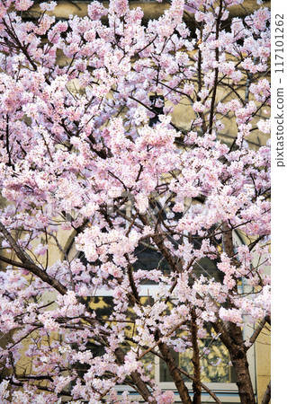 原聖德中學早開的「春天」櫻花 2023 年春天 原聖德中學早開的「春天」櫻花 2023 年春天 117101262