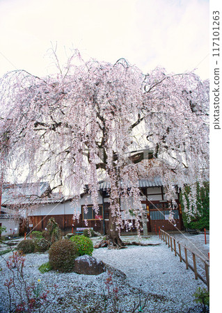 Kyoto Honmanji Temple Weeping Cherry Blossoms Spring 2023 Kyoto Honmanji Temple Weeping Cherry Blossoms Spring 2023 117101263