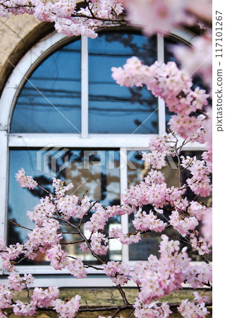 Early-blooming "Harumeki" cherry blossoms at the former Seitoku Junior High School in spring 2023 117101267
