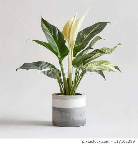 Elegant peace lily in a stylish white and gray pot, perfect for home decor photo 117102299