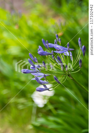百子花 百子花 117102442