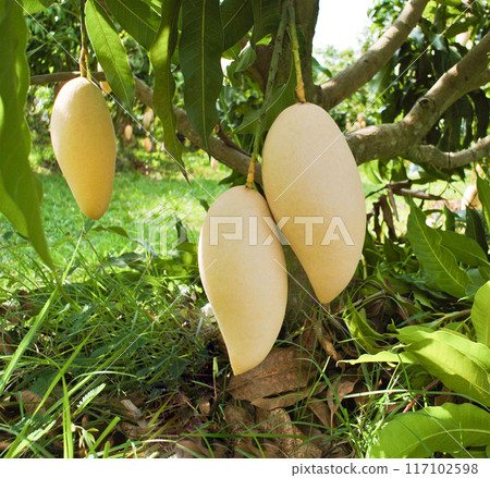 Ripe mango fruit hanging on the tree with beautiful nature background Ripe mango fruit hanging on the tree with beautiful nature background 117102598