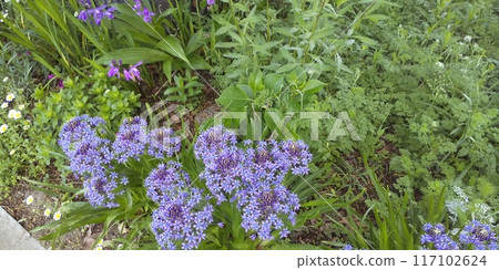 即將綻放美麗花朵的繡球樹和藍色花的巨藤花 117102624