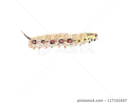 larvae of sparrow moth 117102687