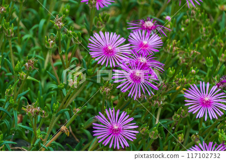 Pink daisies blooming in the field Pink daisies blooming in the field 117102732