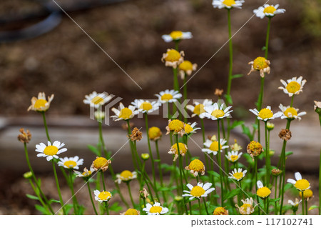 Chamomile flowers Chamomile flowers 117102741