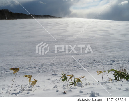 吹雪 吹雪 117102824