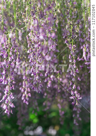 Kyoto wisteria trellis, Uji city, Kyoto prefecture 117102845