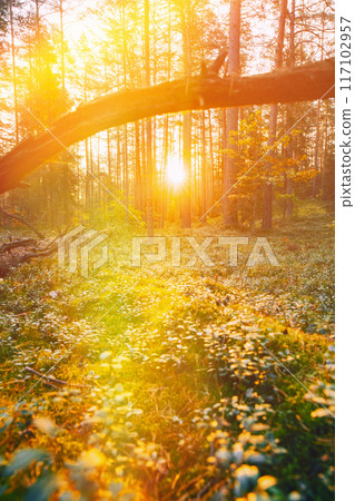Sunlight Sunrays Shine Through Fallen Tree Trunk. Beautiful Sunset Sun Sunshine In Sunny Autumn Coniferous Forest. Autumn Season. Sunset Sunrise In Summer Forest Trees. Bright Sunshine 117102957