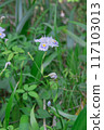 Iris japonica flowers, Settsu, Takatsuki City, Osaka Prefecture 117103013