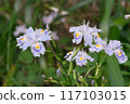 Iris japonica flowers, Settsu, Takatsuki City, Osaka Prefecture 117103015