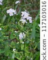 Iris japonica flowers, Settsu, Takatsuki City, Osaka Prefecture 117103016