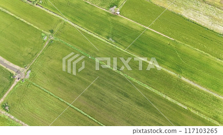 Green rice Fileds aerial view Thailand countryside Green rice Fileds aerial view Thailand countryside 117103265