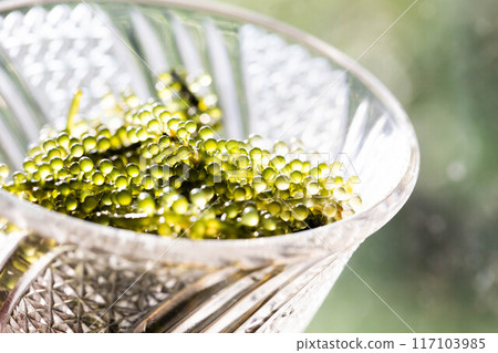 Sea grapes in a glass container Sea grapes in a glass container 117103985