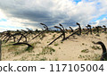 Rusty old anchors on the beach at an anchor cemetery graveyard at Praia do Barril beach, in Tavira, Algarve, Portugal.  117105004