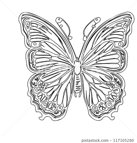 butterfly animal outline illustration sketch  117105280