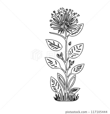 flower plant outline illustration sketch  117105444