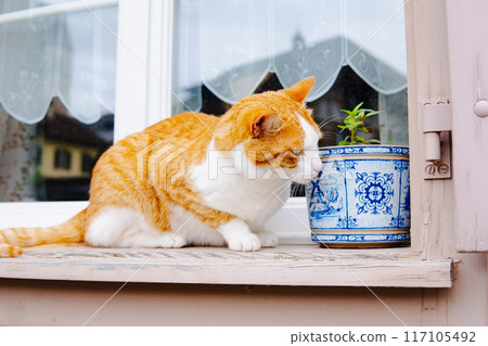 Cat in Interlaken, Switzerland 117105492