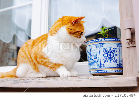 Cat in Interlaken, Switzerland 117105494