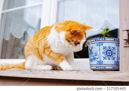 瑞士因特拉肯貓 瑞士因特拉肯貓 117105495