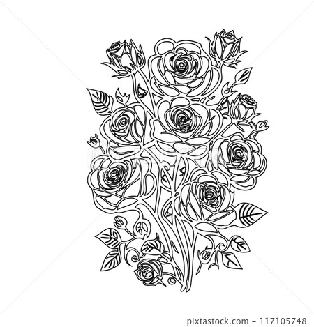 roses flower outline illustration sketch  117105748