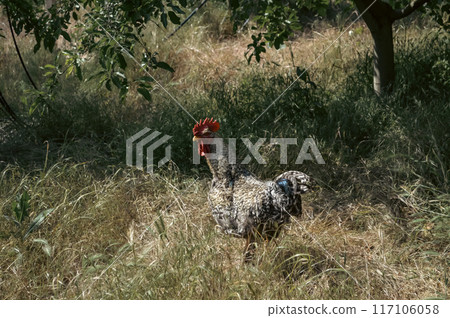 Rooster in the Field: A Portrait of Rural Farm Life. High quality photo Rooster in the Field: A Portrait of Rural Farm Life. High quality photo 117106058