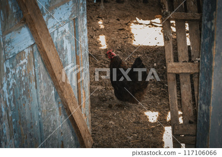 Chicken Roaming Freely in a Rural Barnyard. High quality photo Chicken Roaming Freely in a Rural Barnyard. High quality photo 117106066