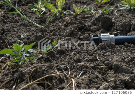 Detailed View of Irrigation Hose Among Sprouting Plants. High quality photo Detailed View of Irrigation Hose Among Sprouting Plants. High quality photo 117106086