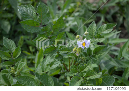 Blooming Potato Flower Amidst Lush Green Leaves. High quality photo 117106093