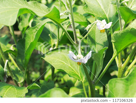 eggplant flower in home garden 117106326