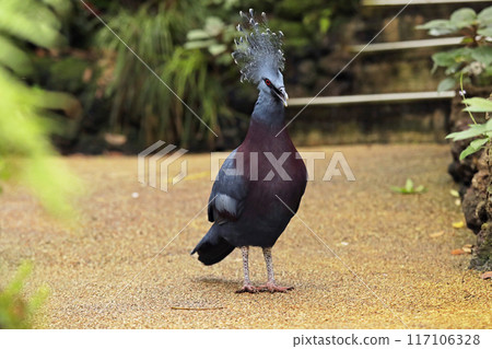 Close-up of Victoria's Blue-crowned Pigeon. Detail of a Dara Mahkota Victoria (Goura victoria) Close-up of Victoria's Blue-crowned Pigeon. Detail of a Dara Mahkota Victoria (Goura victoria) 117106328