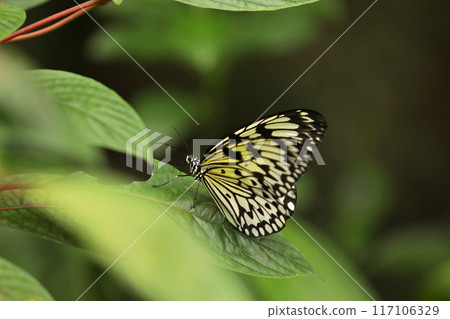 Beautiful rice paper butterfly on green plant in garden Beautiful rice paper butterfly on green plant in garden 117106329