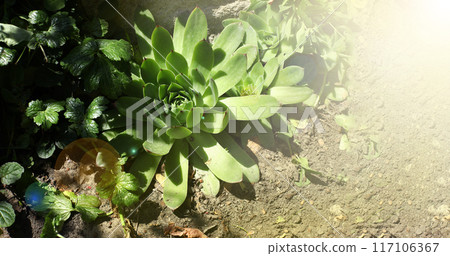 succulent stone rose in the garden. A genus of flowering plants in the Crassulaceae family. 117106367