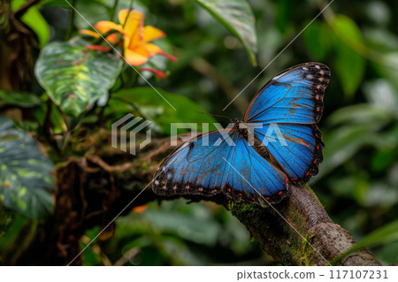 Dazzling blue morpho butterfly rests on a branch in its lush rainforest habitat 117107231