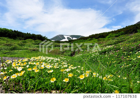 Hokkaido, Daisetsuzan traverse, Acanthus nigricans blooming at Kumonodaira 117107638