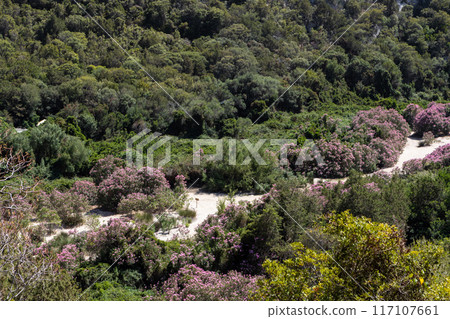 Lush Greenery Near Cala Luna Sardinia 117107661