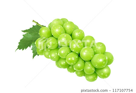 Shine Muscat illustration realistic grapes Shine Muscat illustration realistic grapes 117107754