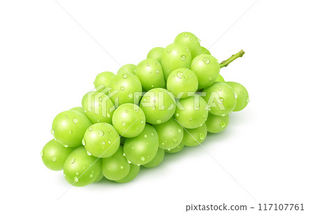 閃耀馬斯喀特插圖真正的葡萄 117107761