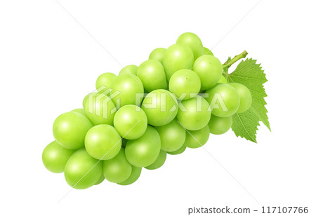 閃耀馬斯喀特插圖真正的葡萄 117107766
