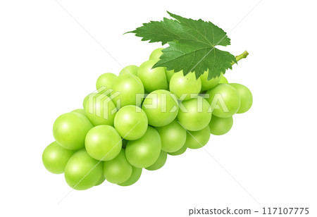 閃耀馬斯喀特插圖真正的葡萄 117107775