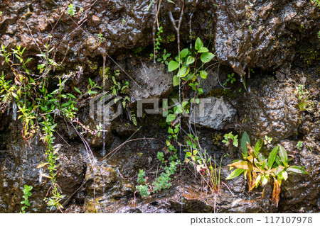 Plants and a flowing water, Madeira, Portugal 117107978