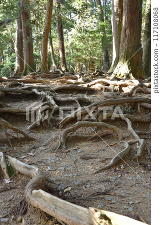 Tree root path near the summit of Mount Kurama, Sakyo Ward, Kyoto City Tree root path near the summit of Mount Kurama, Sakyo Ward, Kyoto City 117108068