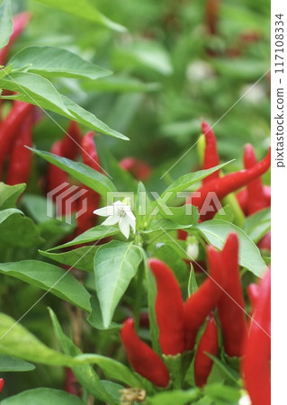 辣椒花 辣椒花 117108334