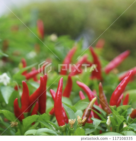 辣椒果實的特寫 辣椒果實的特寫 117108335