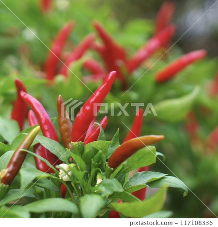 紅辣椒的特寫 117108336