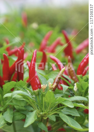 紅辣椒果實的特寫 紅辣椒果實的特寫 117108337