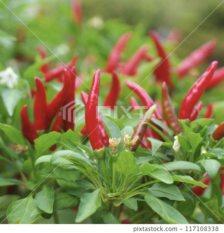 Close-up of red chili pepper 117108338