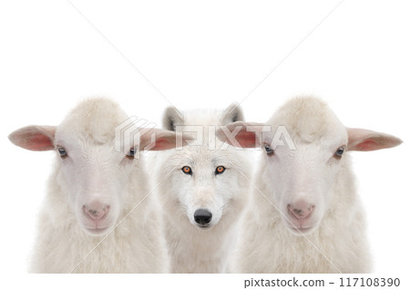 Polar white wolf and sheep isolated on white background. Polar white wolf and sheep isolated on white background. 117108390