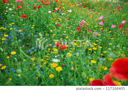 Colorful wildflower meadow with red poppies and yellow flowers in full bloom. Vibrant wildflowers are blooming in summer field with green grass. Beautiful natural background Colorful wildflower meadow with red poppies and yellow flowers in full bloom. Vibrant wildflowers are blooming in summer field with green grass. Beautiful natural background 117108405
